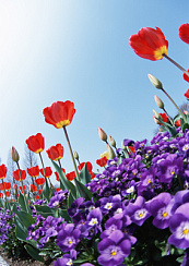 Природа цветы_3