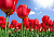 Природа цветы_5