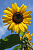 Природа цветы_7