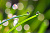 Природа цветы_24